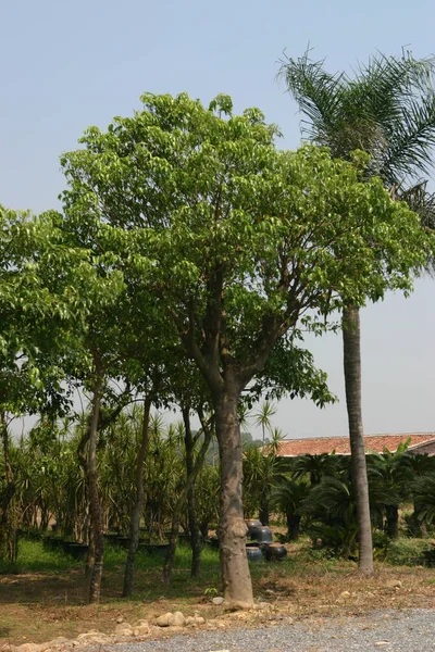 Die Aufzucht Von Pflanzen Und Bäumen Für Die Gartenarbeit — Stockfoto