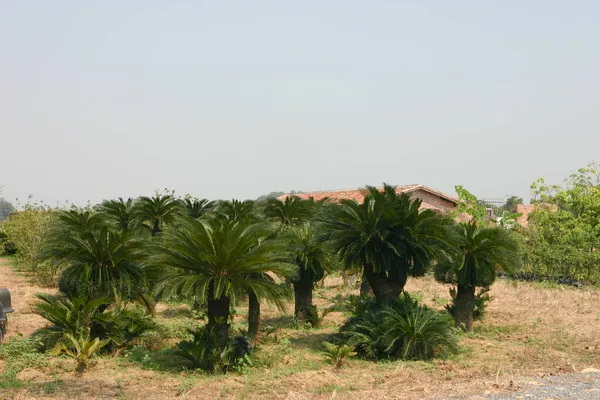 Large Cycas Revoluta Plant Grows Nature — Stock Photo, Image