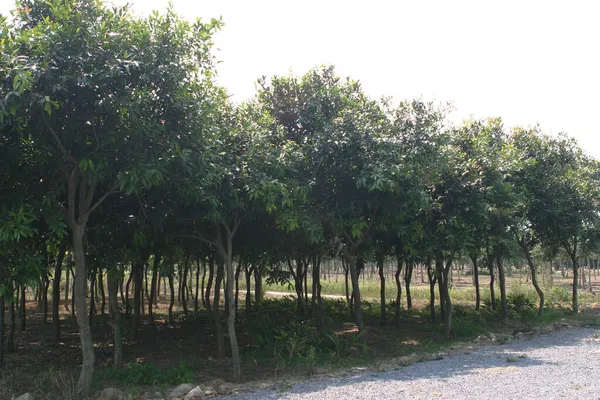 Bahçe Işleri Için Bitkilerin Ağaçların Fidanlığı — Stok fotoğraf