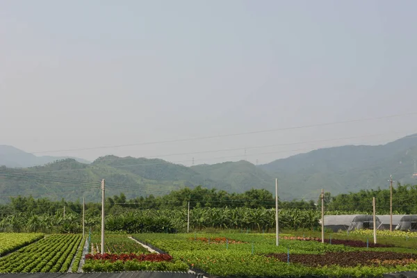 园艺用植物和树木的苗圃 — 图库照片