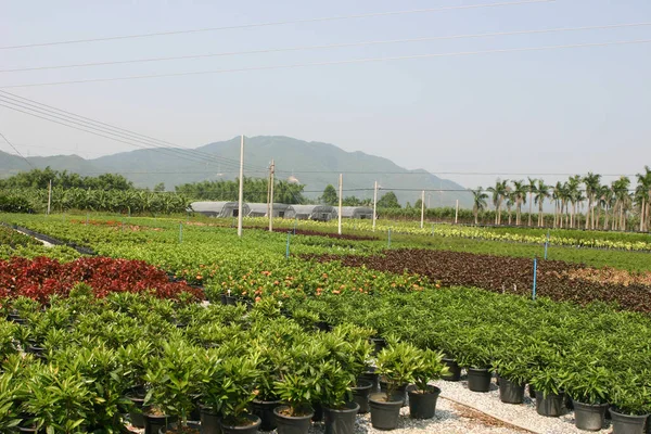 Viveiro Plantas Árvores Para Jardinagem — Fotografia de Stock