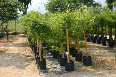  Sarı bambu. Tropik bir ormanda filizleniyor.