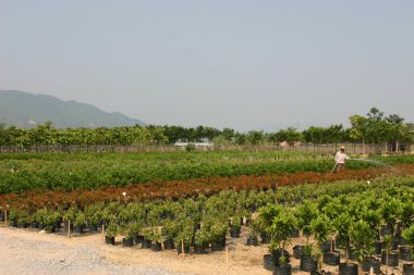 Bahçe işleri için bitki ve ağaçların olduğu bir fidanlık..