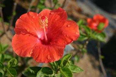 Büyük amber çiçeği ve arka planda yeşil yapraklar.