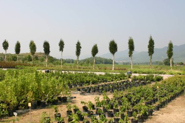 Bahçe işleri için bitkilerin ve ağaçların fidanlığı..