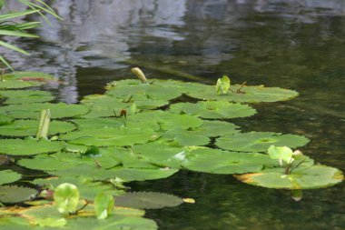 Gölette büyüyen nilüferlerin yüksek açılı görüntüsü