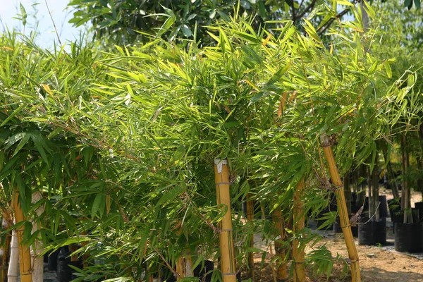 Sárga Bambusz Hajtások Egy Trópusi Erdőben — Stock Fotó