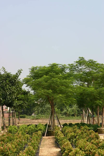 Eine Gärtnerei Für Pflanzen Und Bäume — Stockfoto