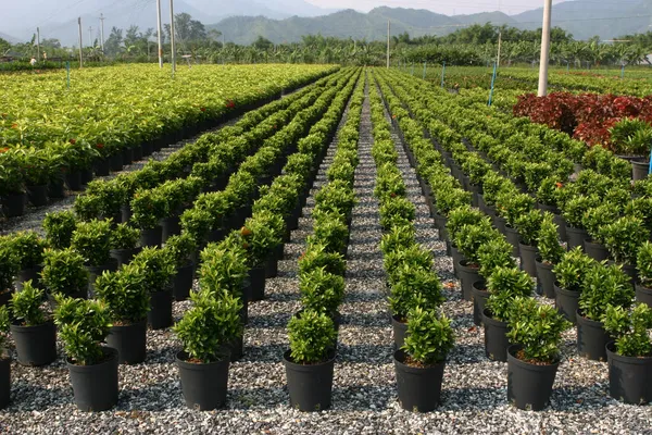 Školka Rostlin Stromů Pro Zahradničení — Stock fotografie