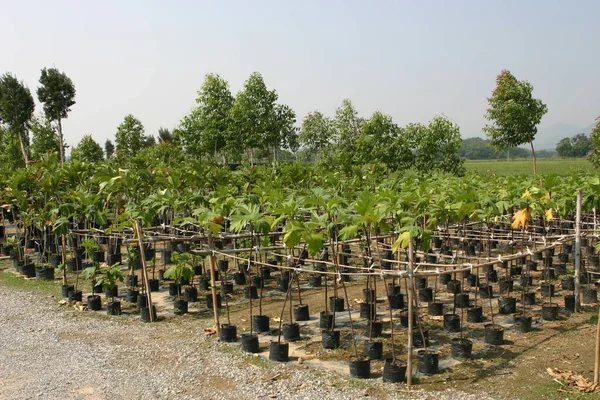 Berçário Plantas Árvores Para Jardinagem — Fotografia de Stock