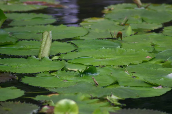 Una Vista Ángulo Alto Lirio Agua Que Crece Estanque — Foto de Stock