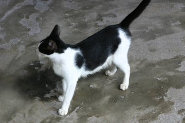 29 Haziran 2004 Kowloon 'daki Siyah-beyaz kedi şehir parkına duvar ördü