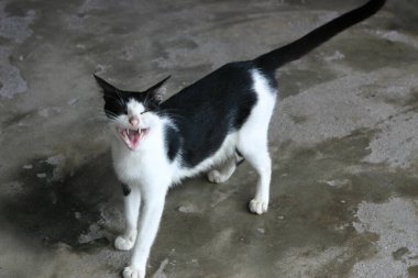 29 Haziran 2004 Kowloon 'daki Siyah-beyaz kedi şehir parkına duvar ördü