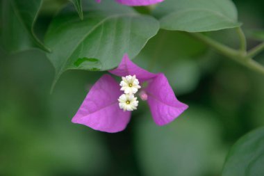 parlak bougainvillea çiçekleri grubu.