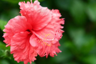 Bahçedeki renkli Hawaii amblemi.