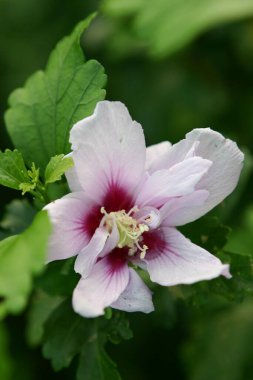 Bahçedeki renkli Hawaii amblemi.