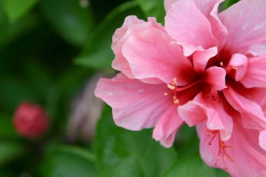 Bahçedeki renkli Hawaii amblemi.