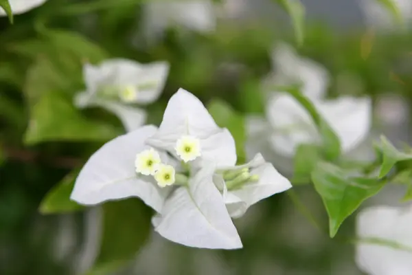 Group Bright Bougainvillea Flowers — Stock Photo, Image