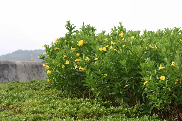 Allamanda Cathartica Ogrodzie Żółty Kwiat Przyrodzie — Zdjęcie stockowe