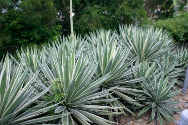 Ağaçların karıştığı mavi agave bitkileri tarlası