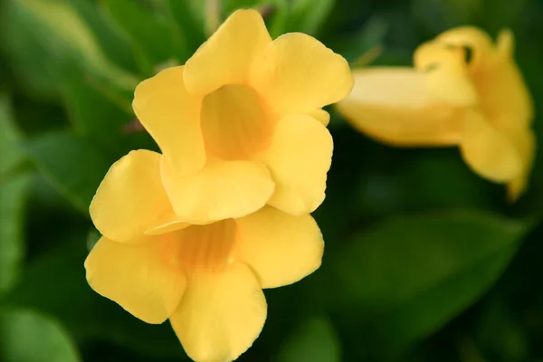 Allamanda Cathartica Garden Yellow Flower Nature — Stock Photo, Image