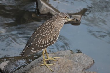 Kara Taç Giyen Gece Balıkçıl, Vahşi Kuş