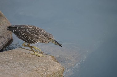 Kara Taç Giyen Gece Balıkçıl, Vahşi Kuş