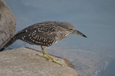 Kara Taç Giyen Gece Balıkçıl, Vahşi Kuş