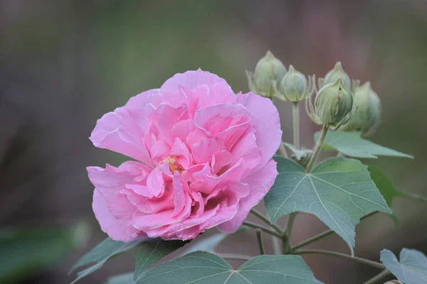 Name Flower Cotton Rosemallow — Stock Photo, Image