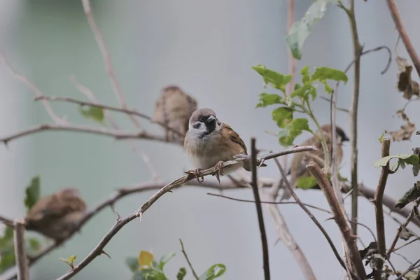 Păsări Comune Cocoșate Sparrow Primăvară Vrabie Copac — Fotografie, imagine de stoc