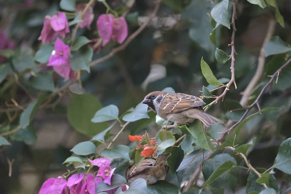 Yaygın Tüneyen Kuş Baharda Serçe Ağaç Serçesi — Stok fotoğraf