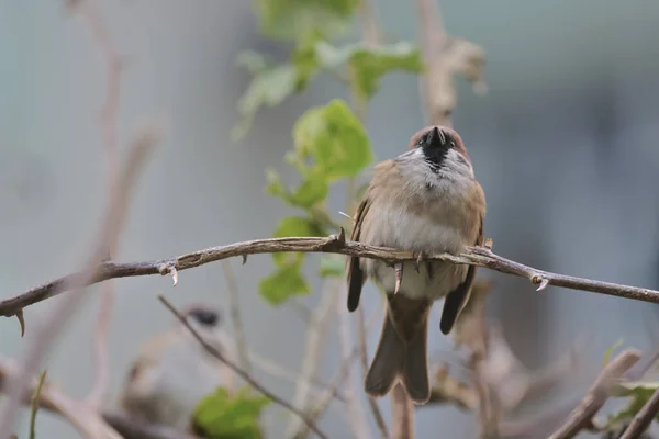 Yaygın Tüneyen Kuş Baharda Serçe Ağaç Serçesi — Stok fotoğraf