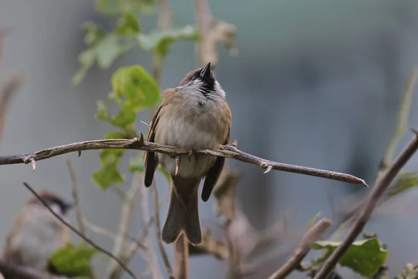 Ptak Siedzący Wróbel Wiosną Wróbel — Zdjęcie stockowe