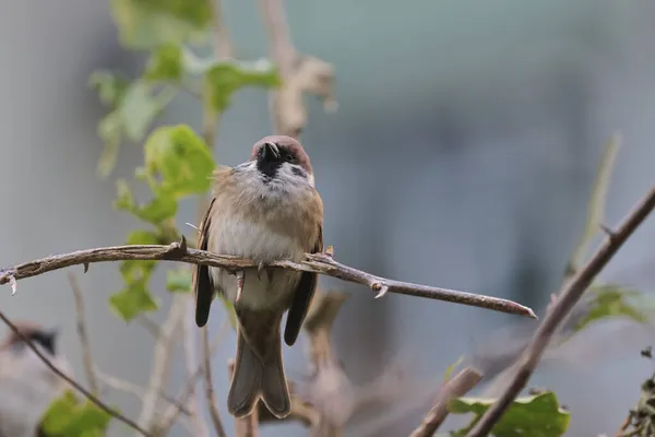 Sitzvogel Sperling Frühling Baumsperling — Stockfoto