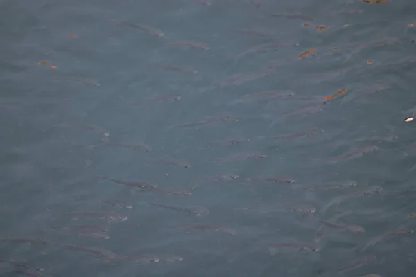 Shot Van Scholende Vissen Zwemmen Het Wild Helder Blauw Water — Stockfoto