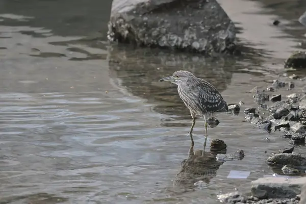 Zwarte Nachtreiger Wilde Vogel Natuur — Stockfoto