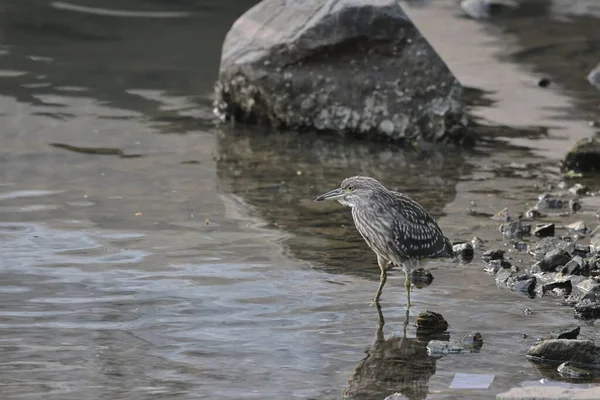 Zwarte Nachtreiger Wilde Vogel Natuur — Stockfoto