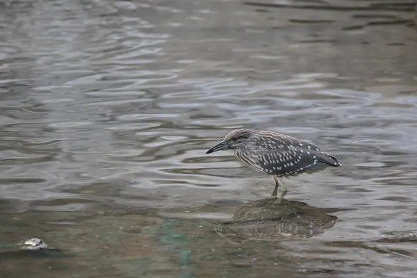 Zwarte Nachtreiger Wilde Vogel Natuur — Stockfoto