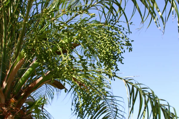 Roystoneaa Regia Royal Palm Tree Inflorescence — Stock Photo, Image