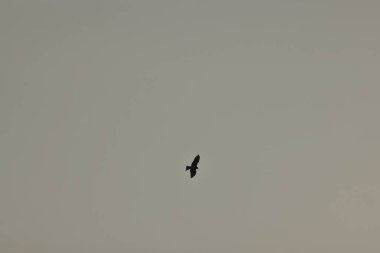 Yırtıcı kuşlar uçan akbaba gökyüzünde