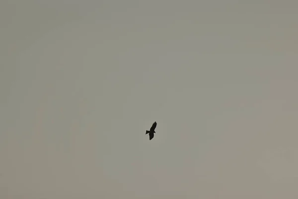 Roofvogels Vliegende Gier — Stockfoto