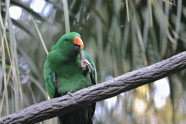 Nov 2021 Parrot Branch City Park — Stock Photo, Image