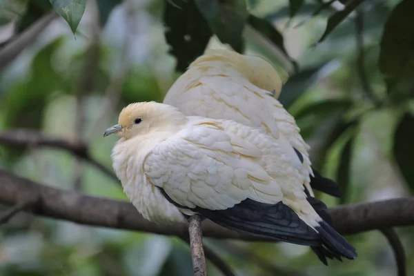 Eine Weiße Taube Mit Olivenzweig Weiße Taube — Stockfoto