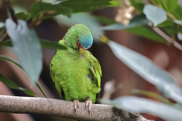 Nov 2021 Beautiful Male Alexandrine Parakeet Thai Forest — Stock Photo, Image