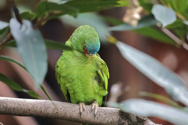 Nov 2021 Beautiful Male Alexandrine Parakeet Thai Forest — Stock Photo, Image