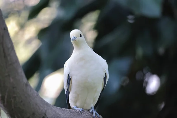 Een Witte Duif Met Olijftak Witte Duif — Stockfoto