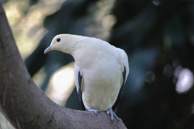 Zeytin dalı uzatan beyaz güvercinler, Beyaz Güvercin