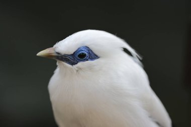 13 Kasım 2021 Ağaçta duran güzel kuş, mavi göz farı Bali Myna