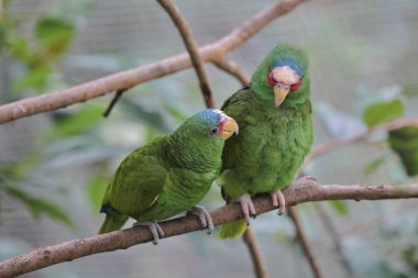 Parktaki bir ağaç dalına tünemiş bir Psittacula Krameri.