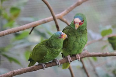 Parktaki bir ağaç dalına tünemiş bir Psittacula Krameri.